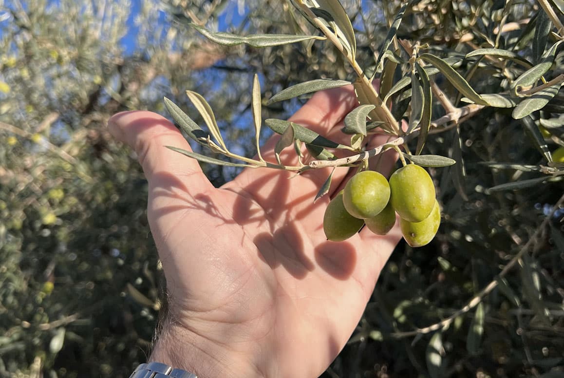 Woran erkennt man ein hochwertiges Olivenöl?